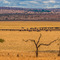 Tarangire NP